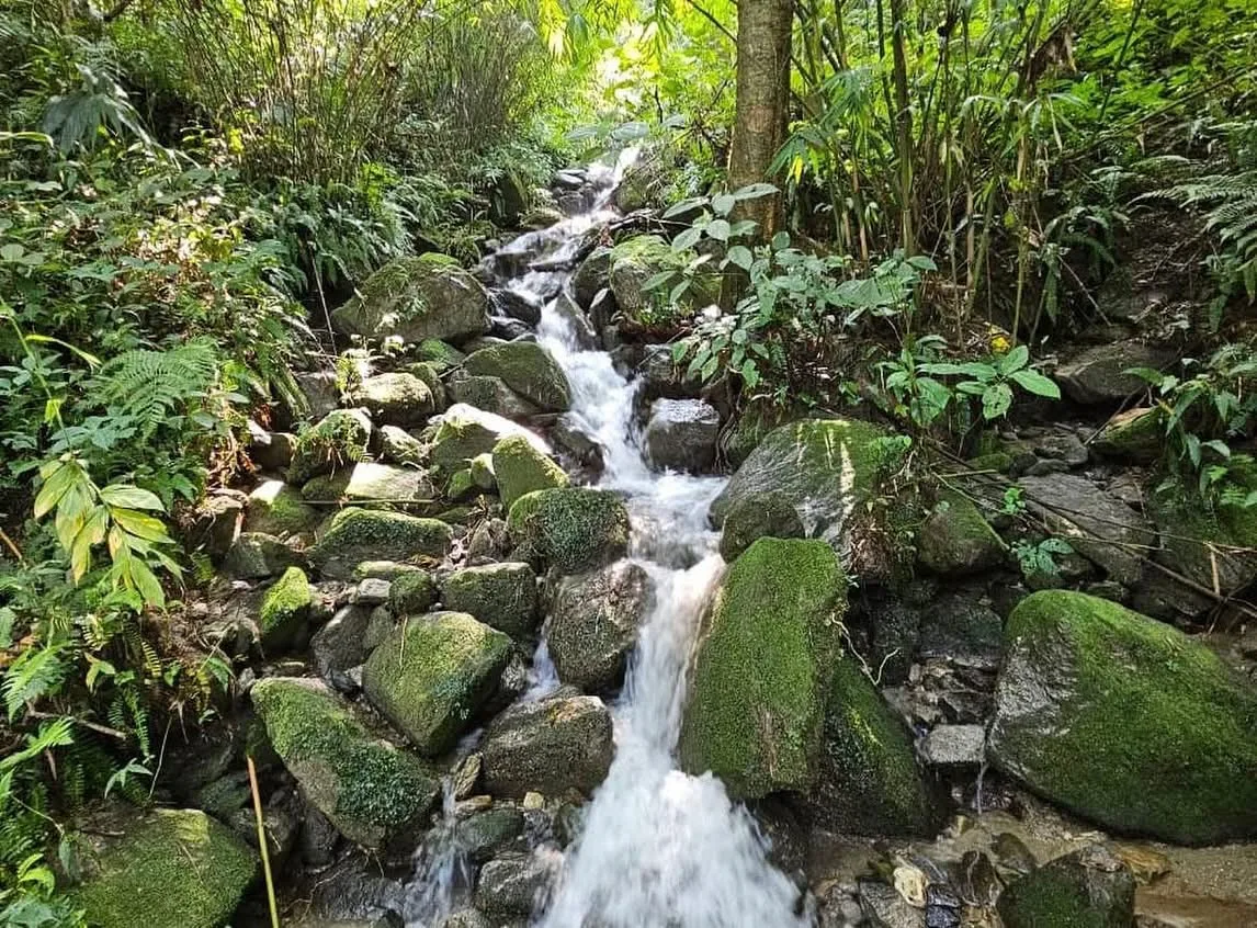 Jungle stream